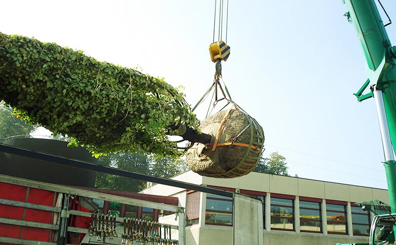 Доставка деревьев-крупномеров