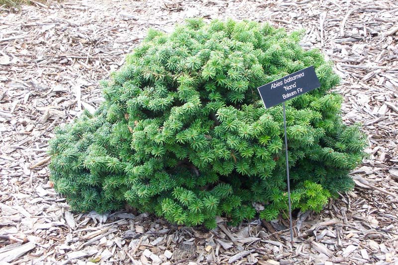 abies-basamea-nana-02.jpg