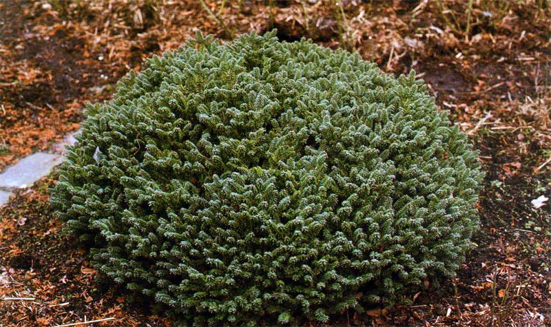 abies-basamea-nana-03.jpg