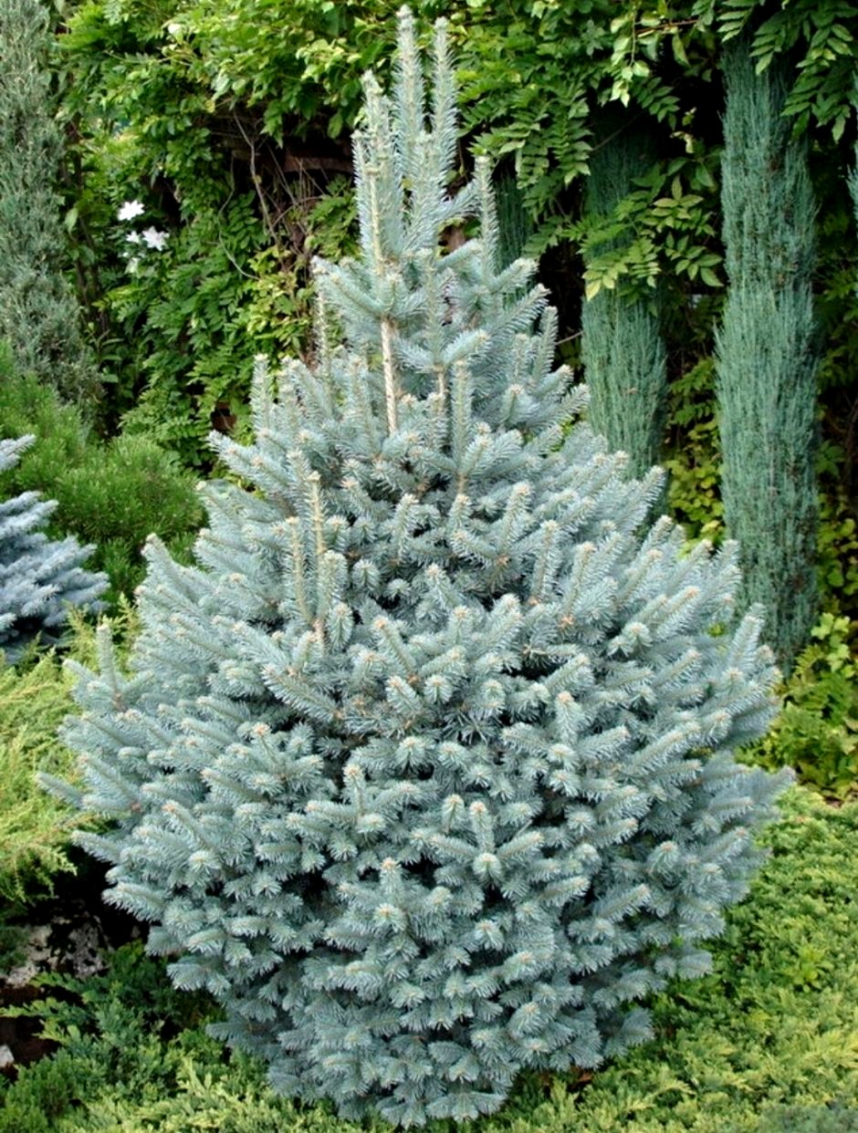 pikhta-subalpijskaya-kompakta-01.jpg