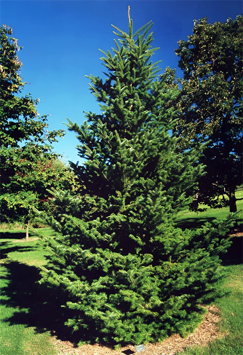 abies-sibirica-01.jpg