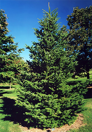 abies-sibirica-04.jpg