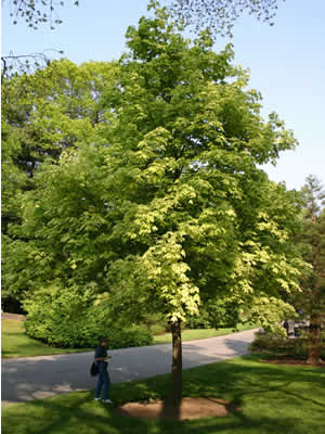 acer-drummondii-02.jpg