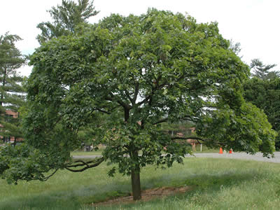 acer-globosum-02.jpg