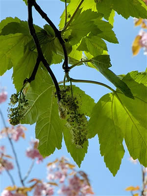 acer-pseudoplatanus-02.jpg