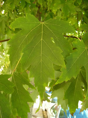 acer-saccharinum-03.jpg