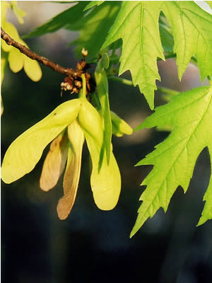 acer-saccharinum-05.jpg