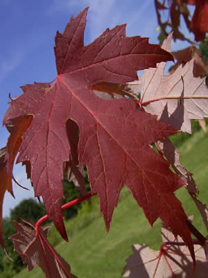 acer-saccharinum-07.jpg