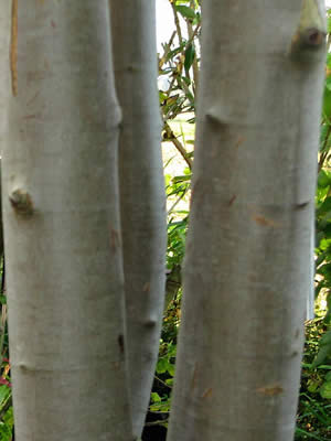 acer-saccharinum-08.jpg