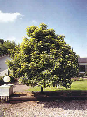 acer-tataricum-01.jpg