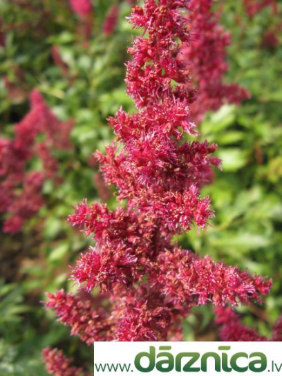 astilbe-arendsii-etna-01.jpg