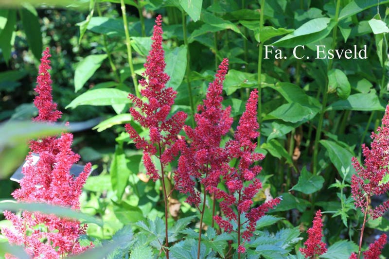 astilbe-arendsii-etna-02.jpg