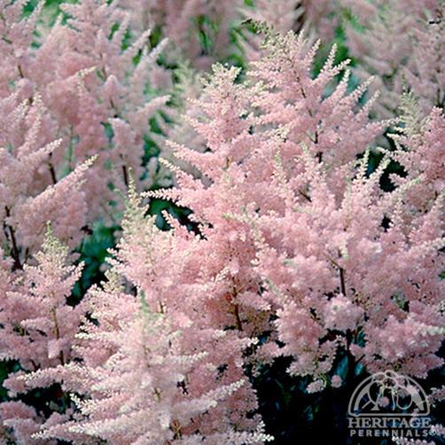 astilbe-arendsii-flamingo-01.jpg