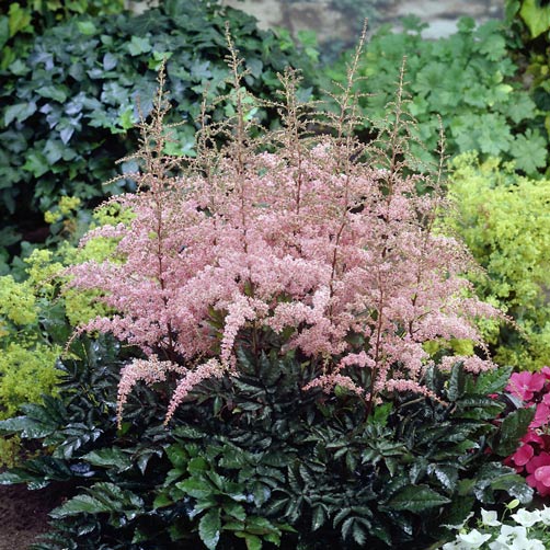 astilbe-arendsii-flamingo-02.jpg