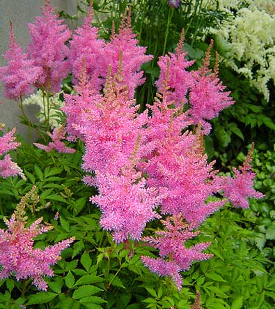 astilbe-arendsii-gloria-purpurea-02.jpg