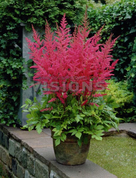 astilbe-arendsii-granat-01.jpg