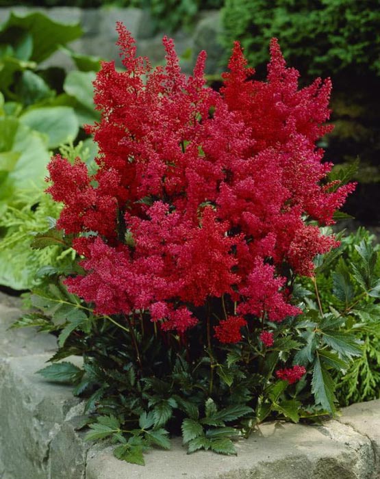 astilbe-arendsii-granat-03.jpg