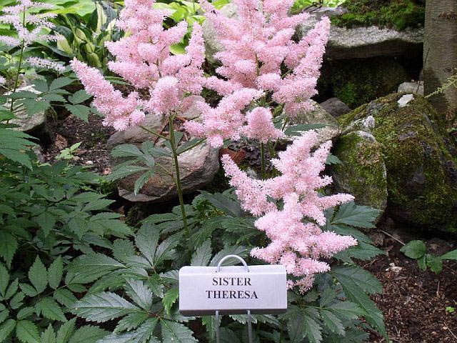 astilbe-arendsii-sister-theresa-01.jpg