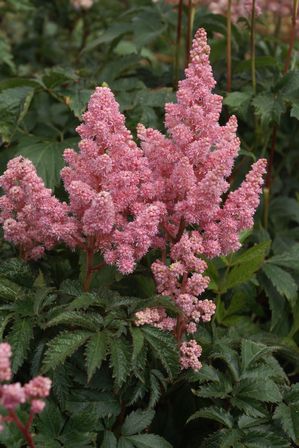 astilbe-arendsii-sister-theresa-02.jpg