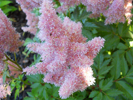 astilbe-arendsii-sister-theresa-05.jpg