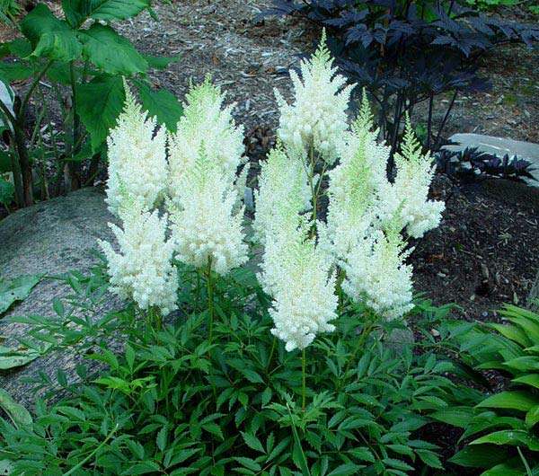 astilbe-arendsii-weisse-gloria-01.jpg