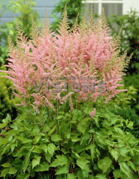 astilbe-chinensis-intermezzo-02.jpg