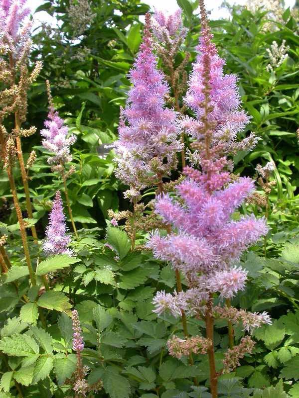 astilbe-chinensis-pumila-03.jpg