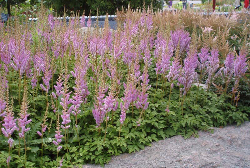 astilbe-chinensis-pumila-08.jpg