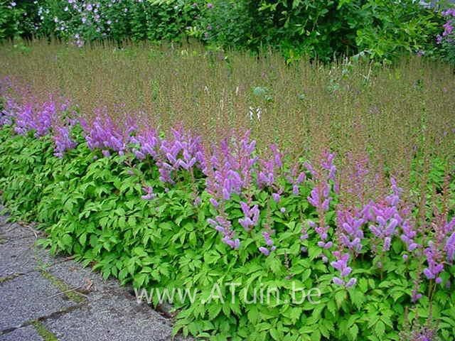 astilbe-chinensis-pumila-10.jpg