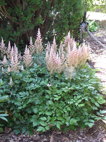 astilbe-chinensis-superba-01.jpg