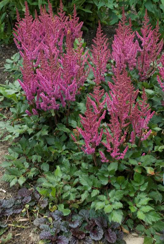 astilbe-chinensis-visions-in-red-02.jpg