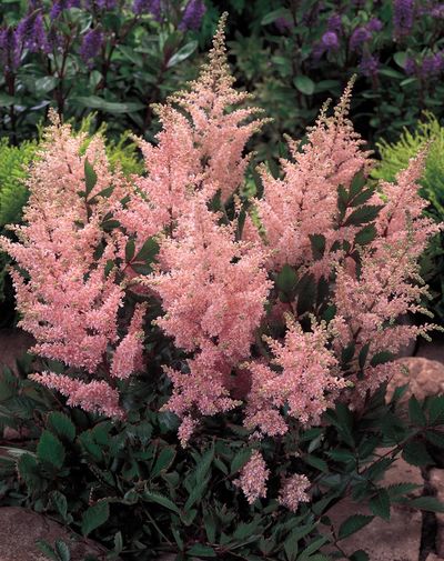 astilbe-japonica-peach-blossom-01.jpg