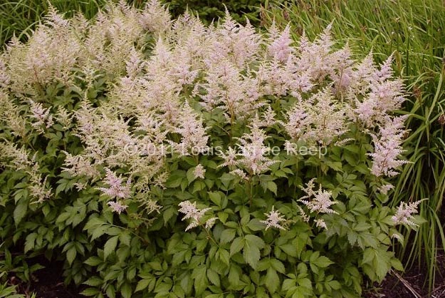 astilbe-japonica-peach-blossom-05.jpg