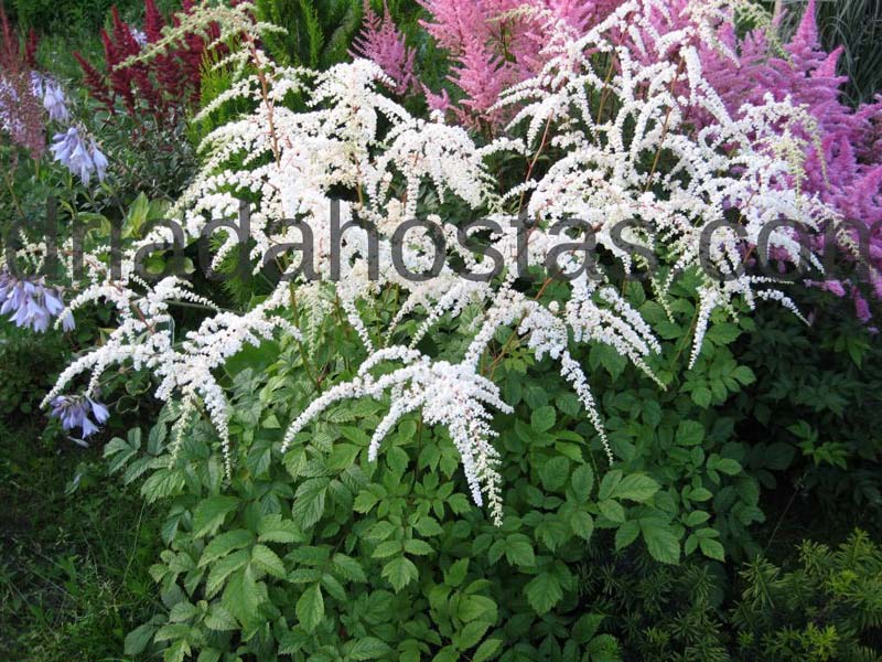 astilbe-thunbergii-professor-van-der-wielen-02.jpg