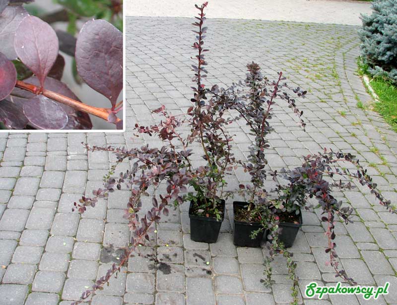 berberis-ottawiensis-superba-13.jpg