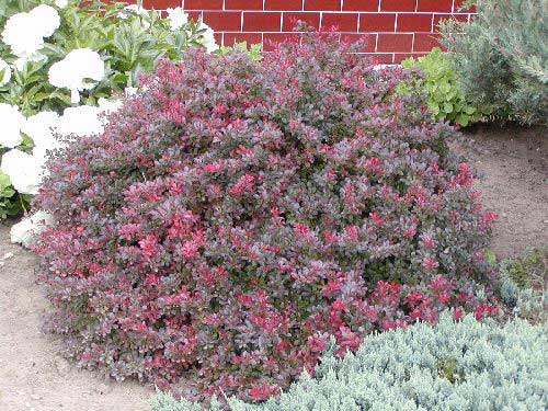 berberis-thunbergii-atropurpurea-nana-01.jpg