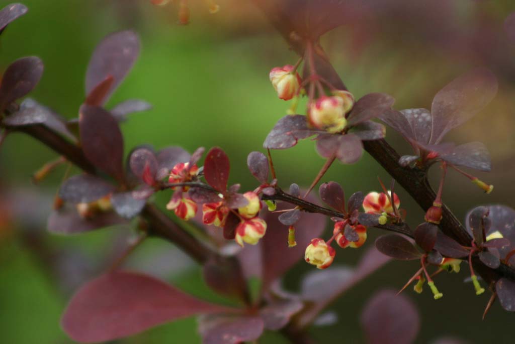 berberis-thunbergii-atropurpurea-nana-04.jpg