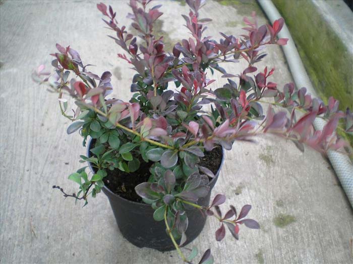 berberis-thunbergii-atropurpurea-nana-06.jpg