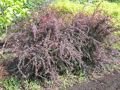 berberis-thunbergii-atropurpurea-01.jpg