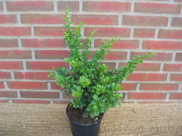 berberis-thunbergii-06.jpg