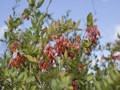 berberis-vulgaris-04.jpg