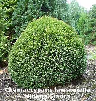chamaecyparis-lawsoniana-minima-glauca-06.jpg