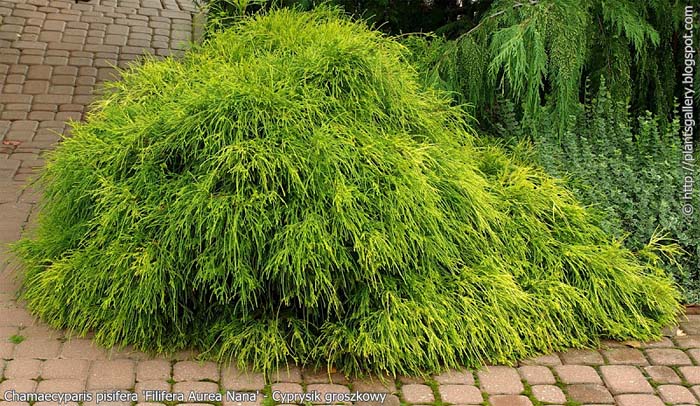 chamaecyparis-pisifera-filifera-aurea-nana-06.jpg