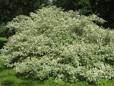 cornus-alba-argenteo-marginata-01.jpg