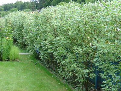 cornus-alba-argenteo-marginata-02.jpg