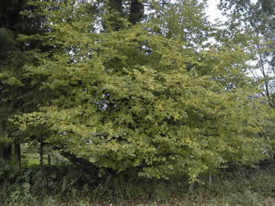 corylus-avellana-03.jpg