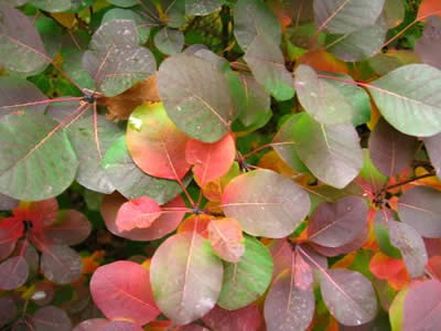 cotinus-coggygria-06.jpg