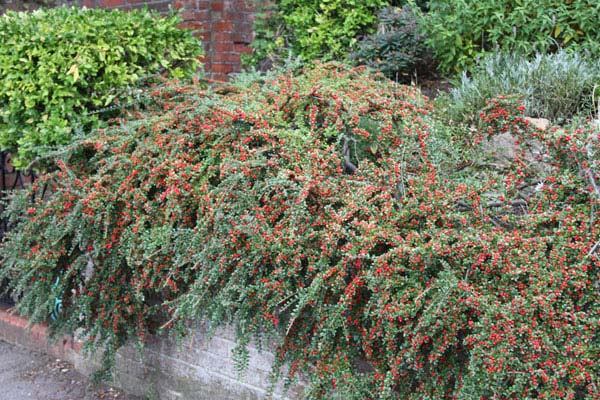 cotoneaster-horizontalis-02.jpg