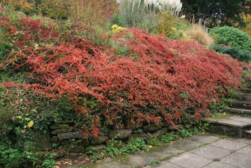 cotoneaster-horizontalis-11.jpg