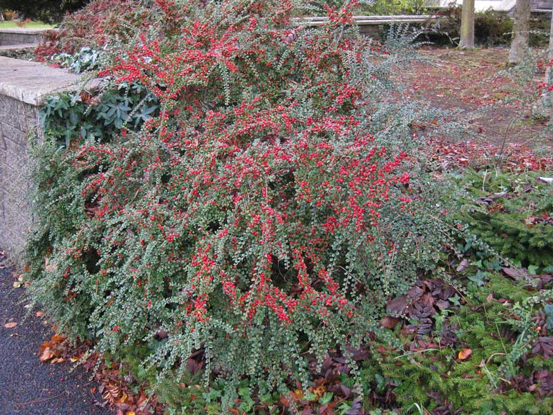 cotoneaster-horizontalis-14.jpg